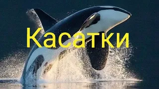 Сахалин.Касатки."Морские волки"