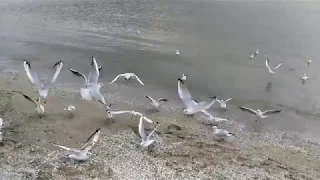 птицы едят, чайки, море