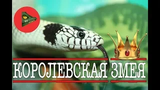 Королевские змеи! САМЫЕ КРАСИВЫЕ ЗМЕИ ПЛАНЕТЫ! /Kingsnake/