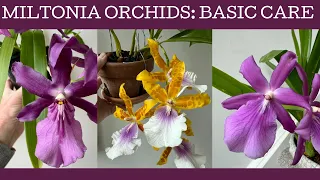 Miltonia orchid care