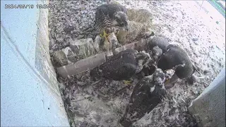 Osaka Peregrine Falcons/2024-05-19/ Feeding by Mom