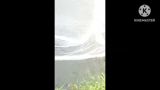 Best net fishing 🎣 how to catch fish   at pond with net🥰