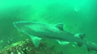 Sand Tiger Sharks on the Caribsea Wreck