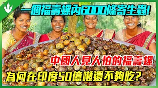 中國人見人怕，在印度成了美食？一個福壽螺內6000條寄生蟲，印度人真的天生免疫？