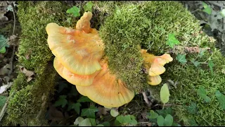 Laetiporus sulphureus, May 12, 2024