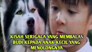 ANAK KECIL MENYELAMATKAN KAWANAN SERIGALA - Alur Cerita Film Prince Of Wolf