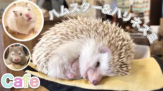 ハムスター&ハリネズミカフェ🐹HARRY原宿店さんに行ったら天国だった🦔💕