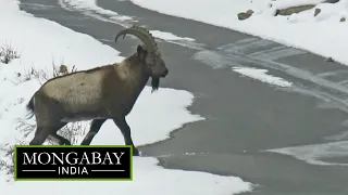 Himalayan ibex: India's large wild goat