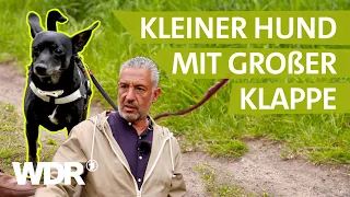 Angriffslustig: Wie kann man "Batman" beruhigen? | Hunde verstehen | S04/E01 | WDR