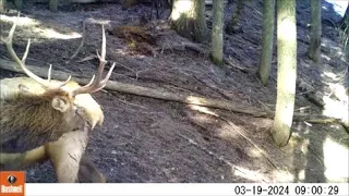 Trail Camera Video May 24, 2024