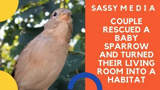 Couple rescued a baby sparrow and turned their living room into a habitat