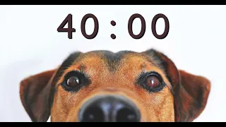 40 Minute Timer for School and Homework - Dog Bark Alarm Sound