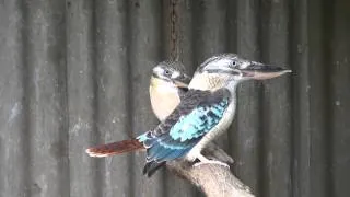 Blue Winged Kookaburras | BirdSpyAus