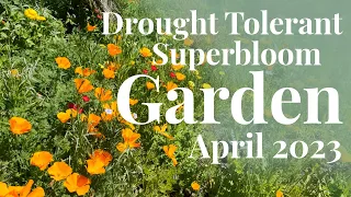 Drought Tolerant Garden Tour |  April 2023