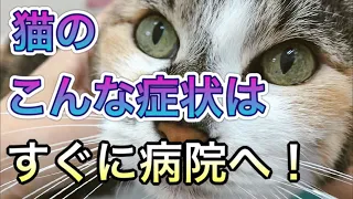 【猫の病気】この症状はすぐに動物病院へ！様子を見ないでほしい症状とは。