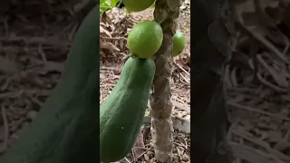 How to grafting new garden farm guava papaya fruit unique technique #farmer #grafting #guava #papaya