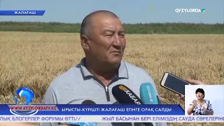 Ырысты-күрішті Жалағаш егінге орақ салды