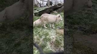 Cute Arctic Fox❄️ 1st Time Seen Up Close" Really a Beautiful #animals  #shorts #viral #arctic #cute