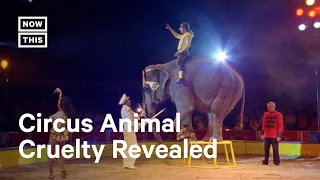 Former Elephant Trainer Reveals Cruel Circus Secrets