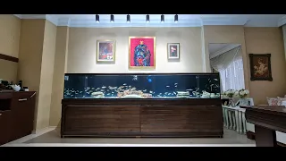 Can We Pull Off the Impossible? 3 Meter Aquarium Setup: The Results Will Shock You! #aquarium #fish