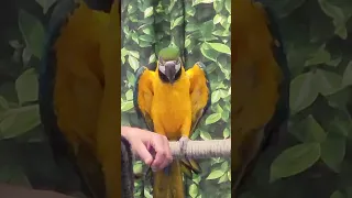 Funny birds