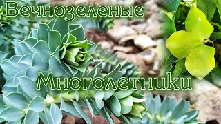 Вечнозеленые многолетники для сада / Evergreen perennials for the garden.