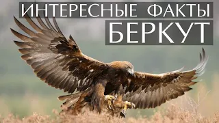 Беркут - интересные факты