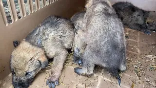 Какими приехали в парк СПАСЕННЫЕ ВОЛЧАТА !