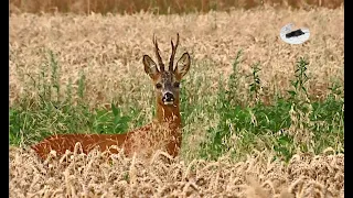 Roebuck hunting in July 2021