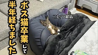 ❺【野良猫から家猫へ】緊急保護してから半年経ちました。〜6ヶ月目の記録〜