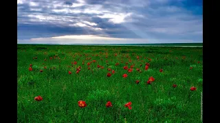 Степь.  Музыка Сергея Чекалина. Steppe. Music by Sergei Chekalin.