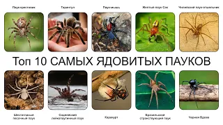 Топ 10 САМЫХ ЯДОВИТЫХ ПАУКОВ