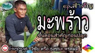 การเพาะ#มะพร้าว ก่อนปลูกต้องรู้ https://www.youtube.com/c/วิชัยหรือธงชนะพรหมมิ #Nontoxic farming