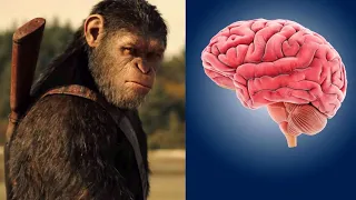 Scientists Have Inserted Human Genes Into Monkey Brain | Spliced & Improved Monkey IQ