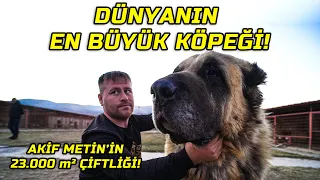 Akif Metin's Legendary Kangal Farm for 4,000,000 TL | "These Dogs Are Cracking the Iron Door!"