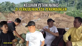 DI AREA PERKEBUNANA ADA PENAMBANGAN | PETANI NANAS KELUHKAN KUALITAS HASIL PANEN