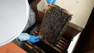 Bienen Ableger mit Schwarmzellen bilden