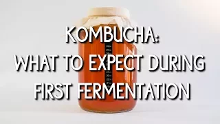 What to Expect During First Fermentation