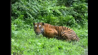 Tiger Attacked Jeep in Dhela Jim Corbett | Tiger Attacks on humans | Jim Corbett Tiger Attack