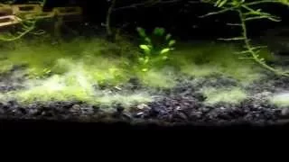 Battling The Cladophora Algae (My Journey)