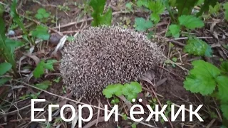 Егор и ëжик