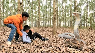 The terrifying moment two boys were attacked by a giant king cobra while walking in the forest.