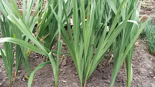 When to dig up gladioli after flowering for the winter