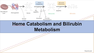 Heme Catabolism and Degradation Pathway - Biochemistry Lesson