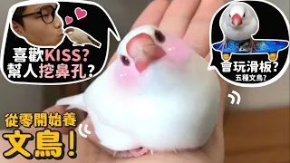 【從零開始養】文鳥!喜歡KISS?幫人挖鼻孔?會溜滑板?五種文鳥介紹!洗澡很療癒?【許伯簡芝】