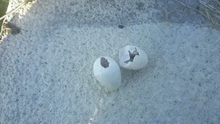 Baby Purple Martin's died while hatching