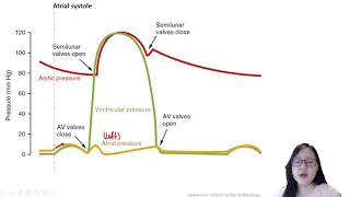 Chapter 8.3b - The Cardiac Cycle  | Cambridge A-Level 9700 Biology