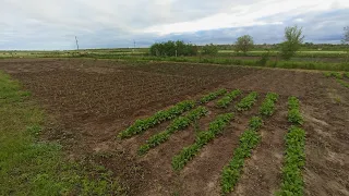 ВЕСЬ ДЕНЬ В ОГОРОДЕ / ЖИЗНЬ В ДЕРЕВНЕ