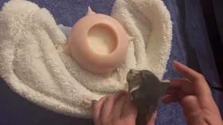 Bubble milk bowl Puppy Feeder fostering 3 baby kittens