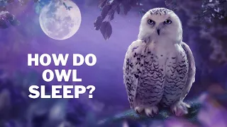 How do owl sleep || How owl sleep || how baby owl sleep || do owls sleep upside down